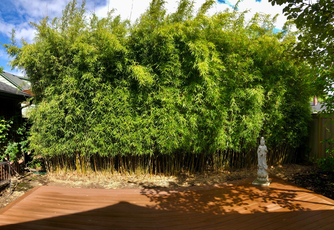 Clumping Bamboo Growth Rate Bamboo Garden